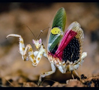 Yunnan Flower Mantis- Creobroter sp 'Yunnan'