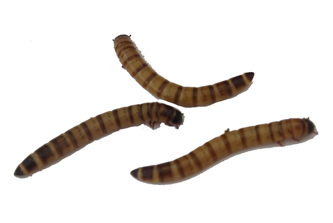 Morio Worms