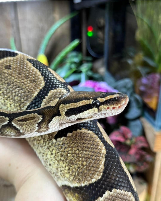 Adult Female Wild Type Royal Python