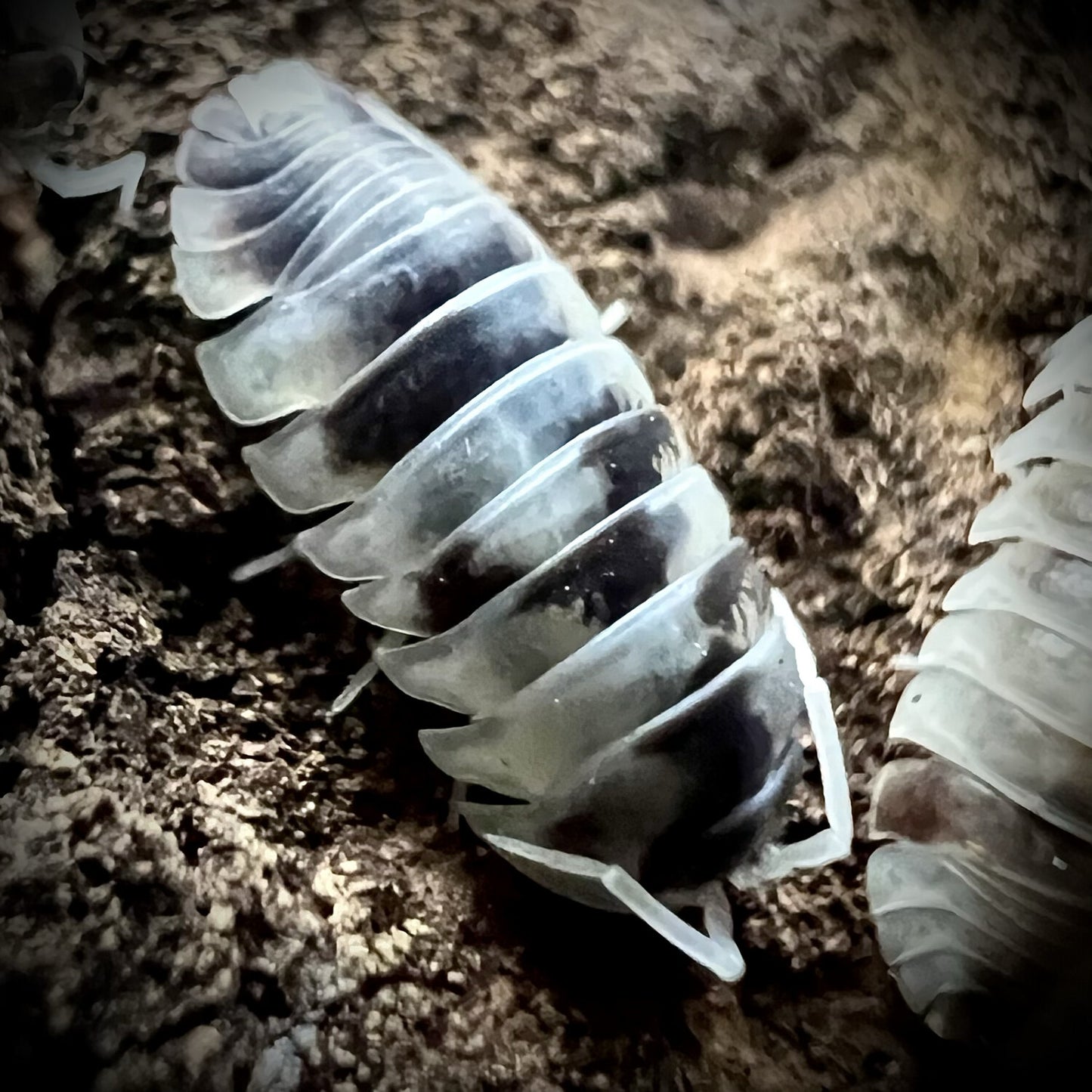 Armadillidium Nasatum "Dalmatian" x10