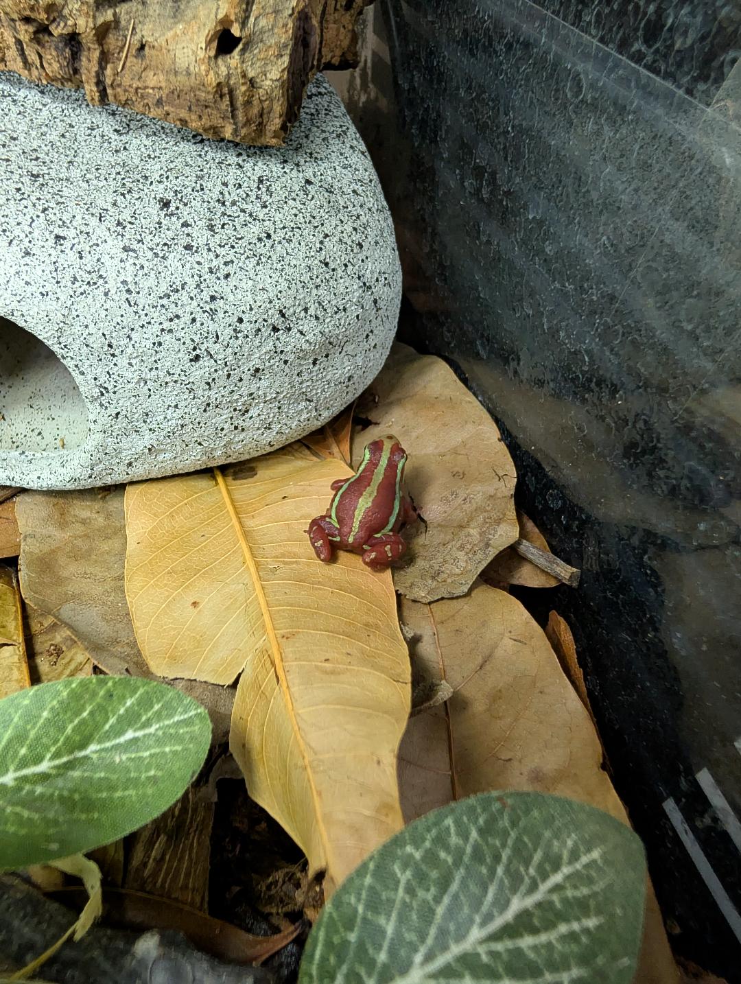 Phantasmal Dart Frog- Epipedobates anthonyi - Male and Female Pair
