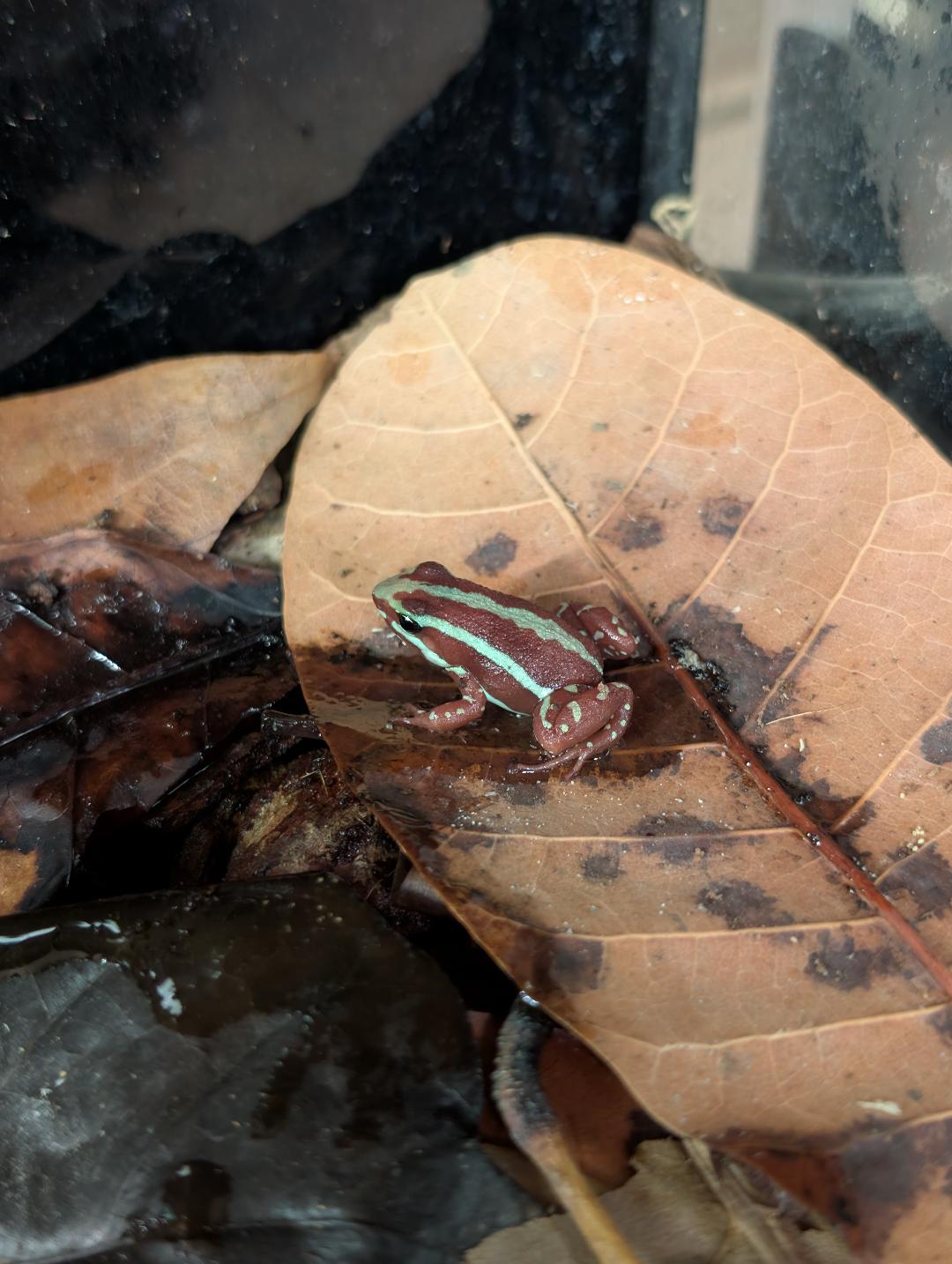 Phantasmal Dart Frog- Epipedobates anthonyi - Male and Female Pair