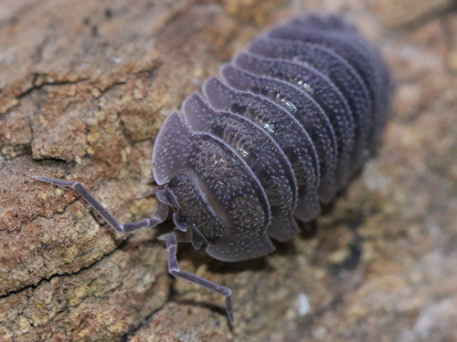 CB Greek Speckled Isopods (Armadillidium peraccae) x10
