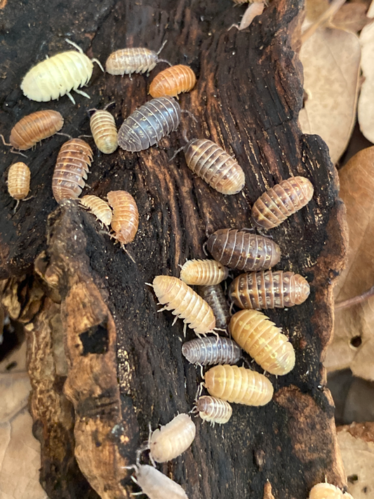 CB Armadillidium vulgare "Multicolour" x10