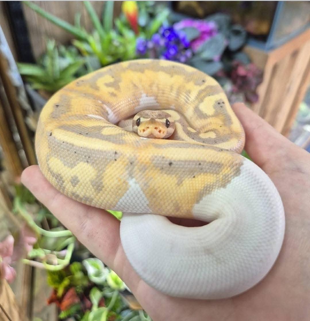 Pide Royal Python CB24 Banana Pied Royal Python- Python regius male – Riverview Reptiles
