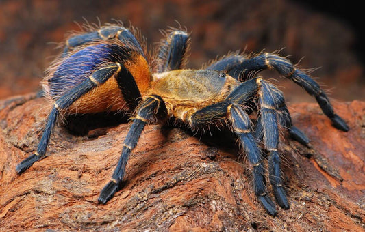 1cm Yellow Blue Bottle