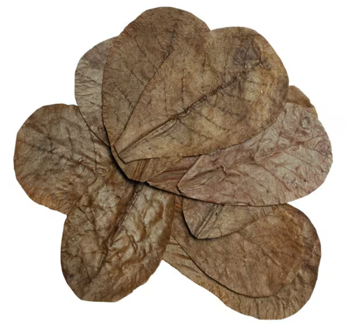 HabiStat Leaves Catappa Leaves x 10