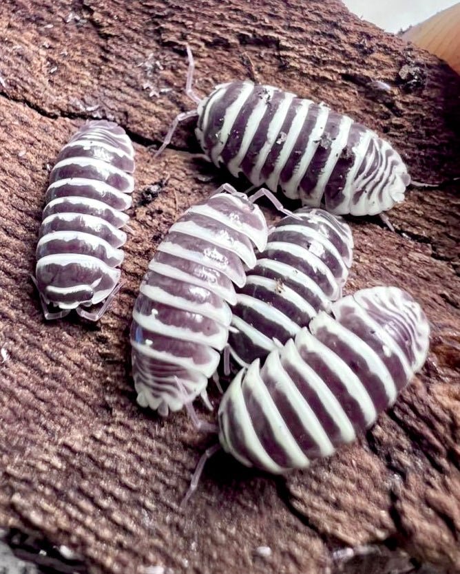 Chocolate Zebra Isopods (Armadillidium maculatum) x10