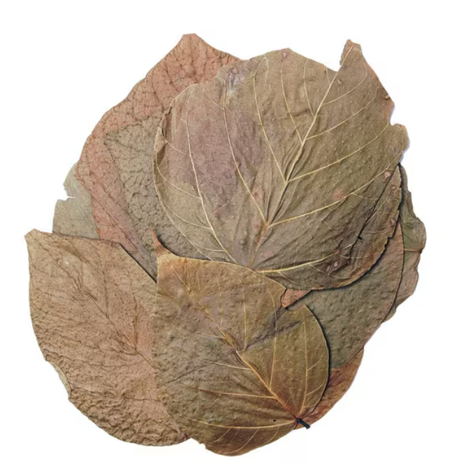 HabiStat Leaves Dadap x 10