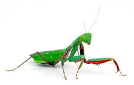 Giant Rainforest Mantis (Hierodula Majuscula)