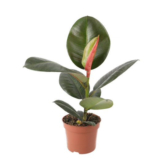 Live Plant. Ficus elastica (Large)
