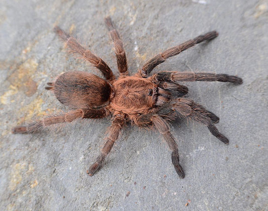 Brazilan Bronze 1-2cm (Dolichothele exilis)