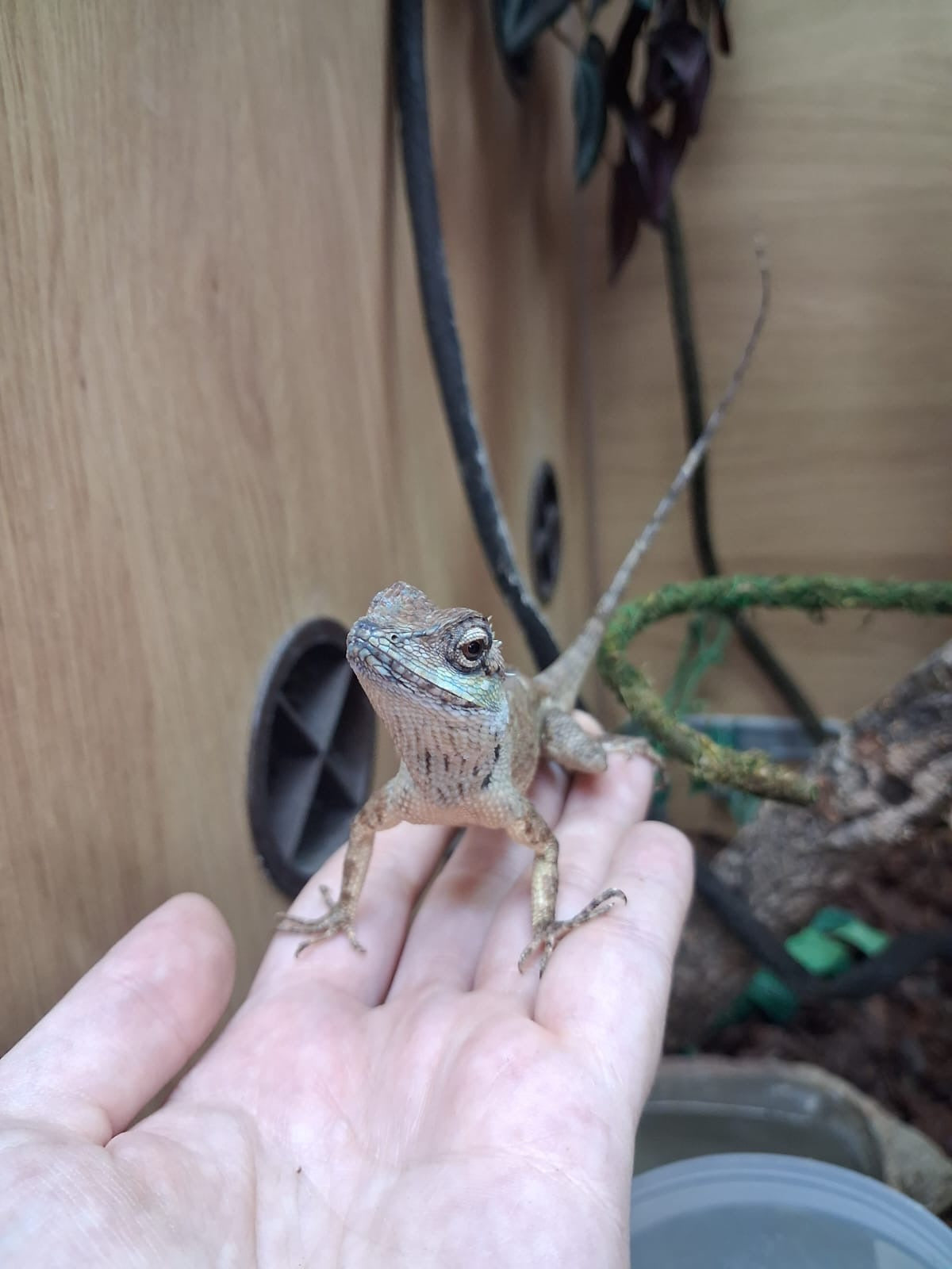 Cochinchina Lizard - Male (Calotes bachae)