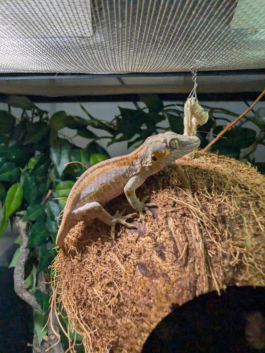 Orange Striped Gargoyle Gecko- Rhacodactylus auriculatus