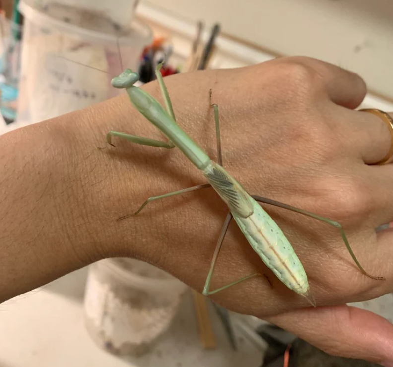 Goliath Mantis (Phasmomantis sp nov)