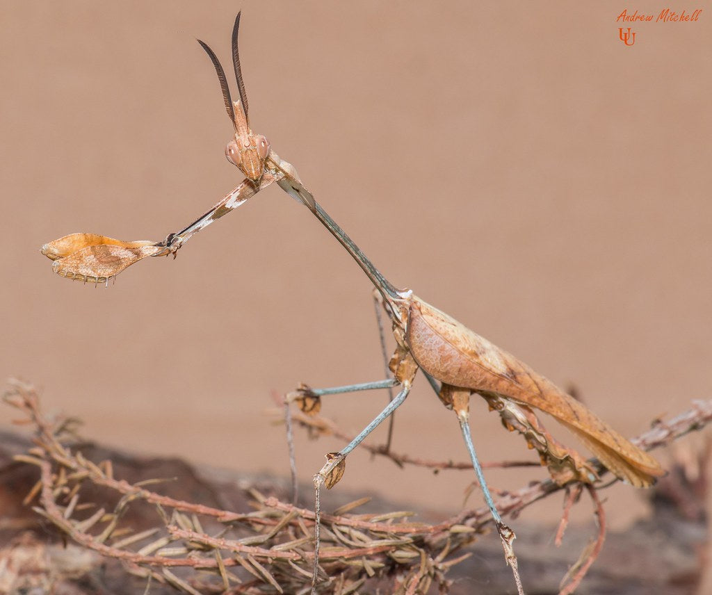 Wandering Violin Mantis – Gonglyus Gongylodes