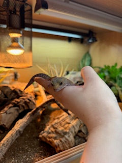 REHOMER Leopard Gecko (Female) - Eublepharis macularius