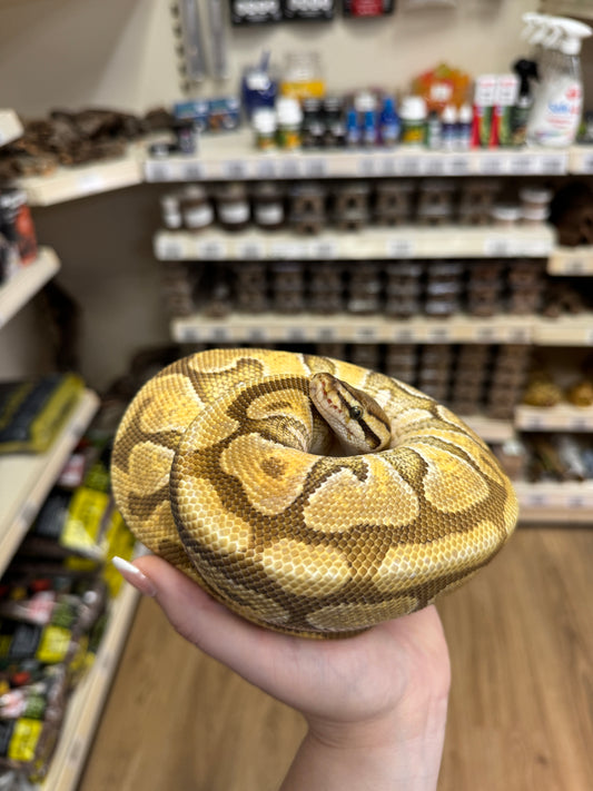 CB25/26 Clown Royal Python - Python regius