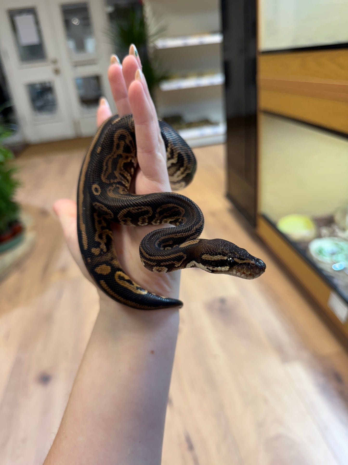 CB24 Black Pastel Leopard Royal Python - Female