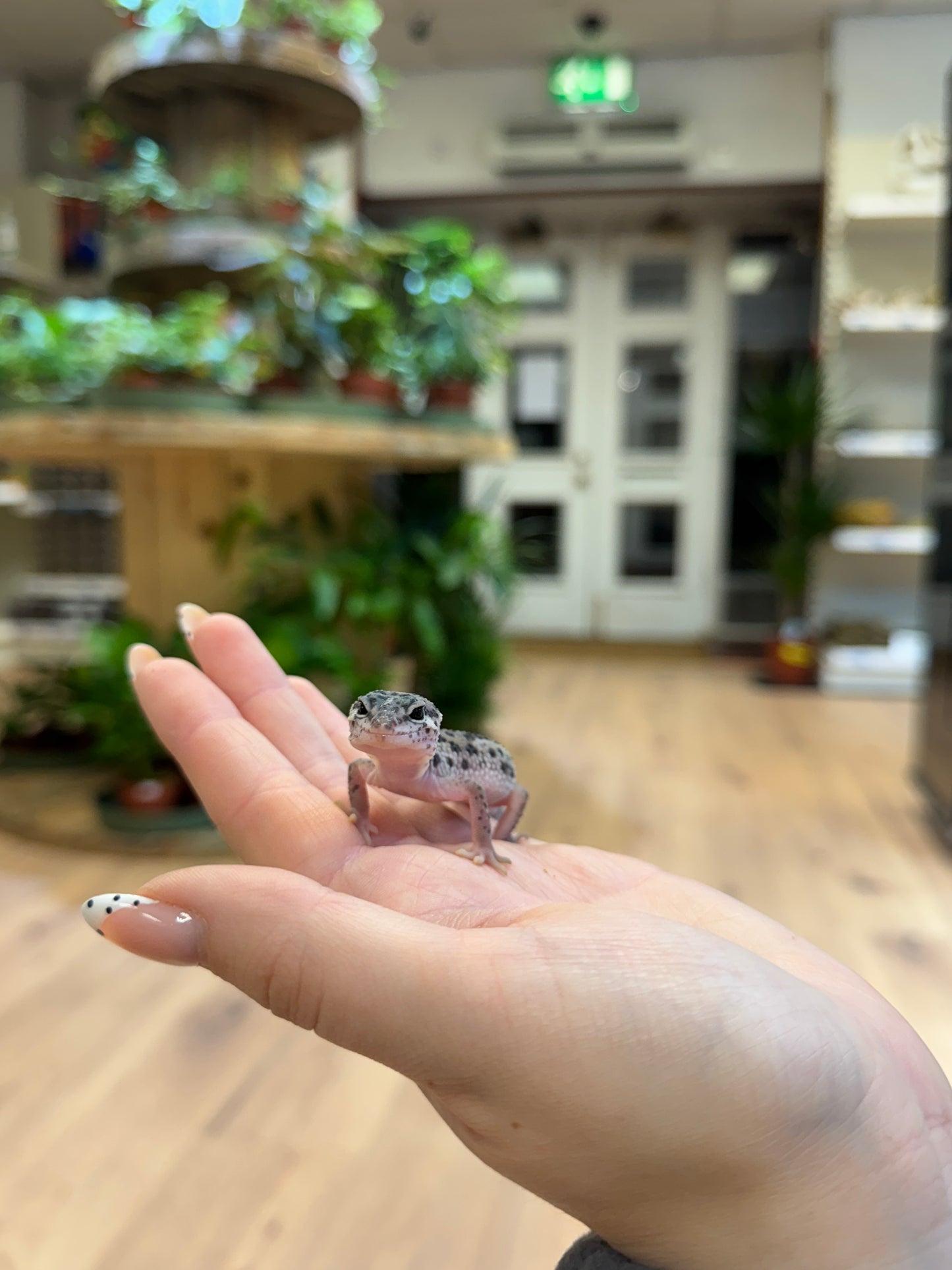 CB25 JUNGLE DESIGNER Leopard Gecko