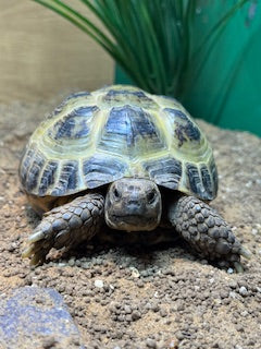 Rehomer Horsfield tortoise (Dobby) - Testudo horsfieldii