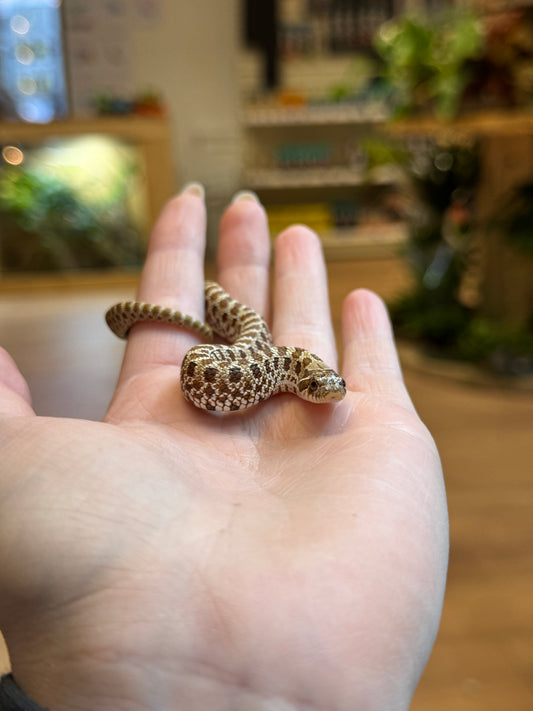 CB25 Western Hognose (Male)