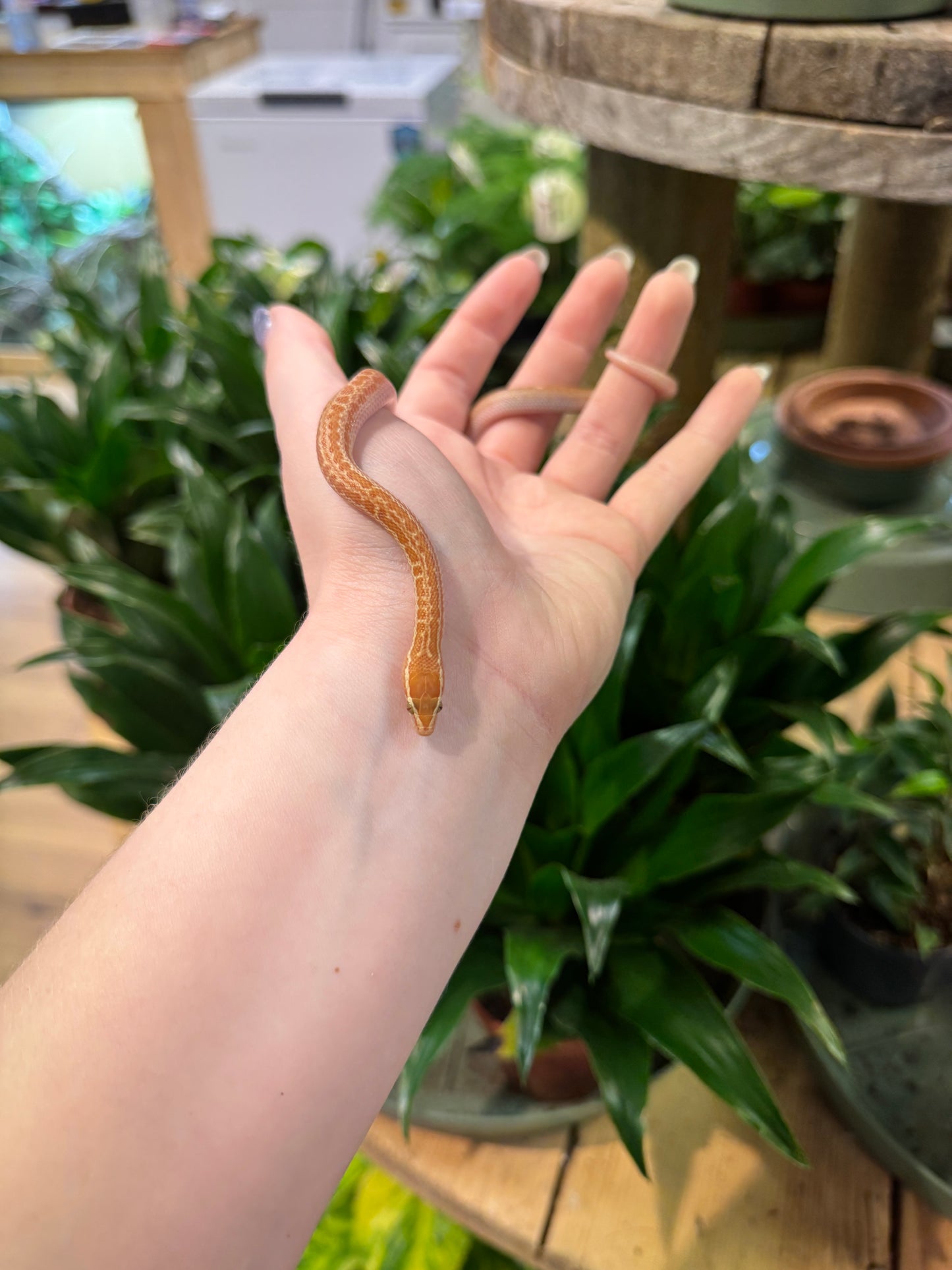 CB African House Snake (T+ Albino) - Boaedon fuliginosus (Female)