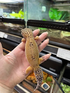 Bell Sunglow het Bell Albino het Marble Eye Leopard Gecko (Female) - Eublepharis macularius