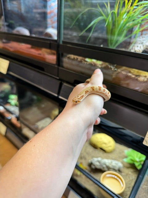 CB25 Toffeeconda Western Hognose (male) (100% het axanthic)