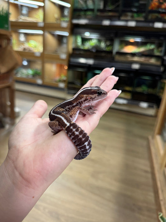 African Fat Tailed Gecko (Stripe)