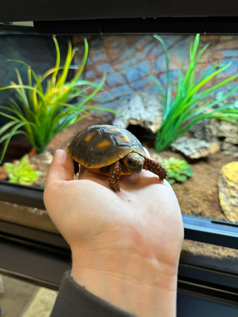 CB24 Red Footed Tortoise- Chelonoidis carbonaria