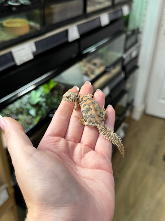 Ornate Uromastyx