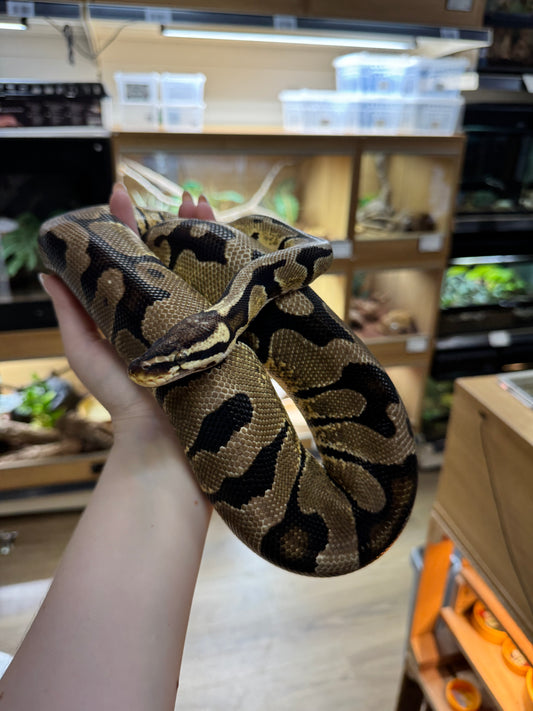 'Venus' REHOMER CB22/23 Pastel Royal Python (Female) - Python regius
