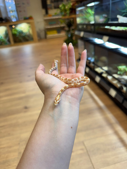 CB25 Butter Corn Snake (Female)