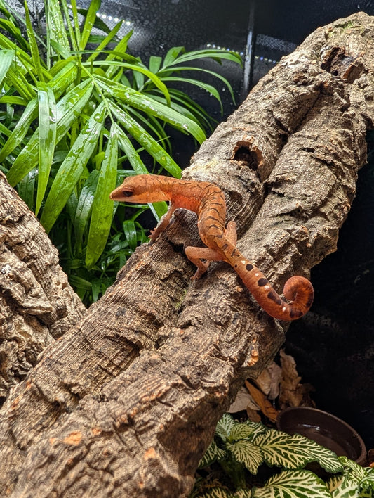 CB25 Cat Eye Gecko