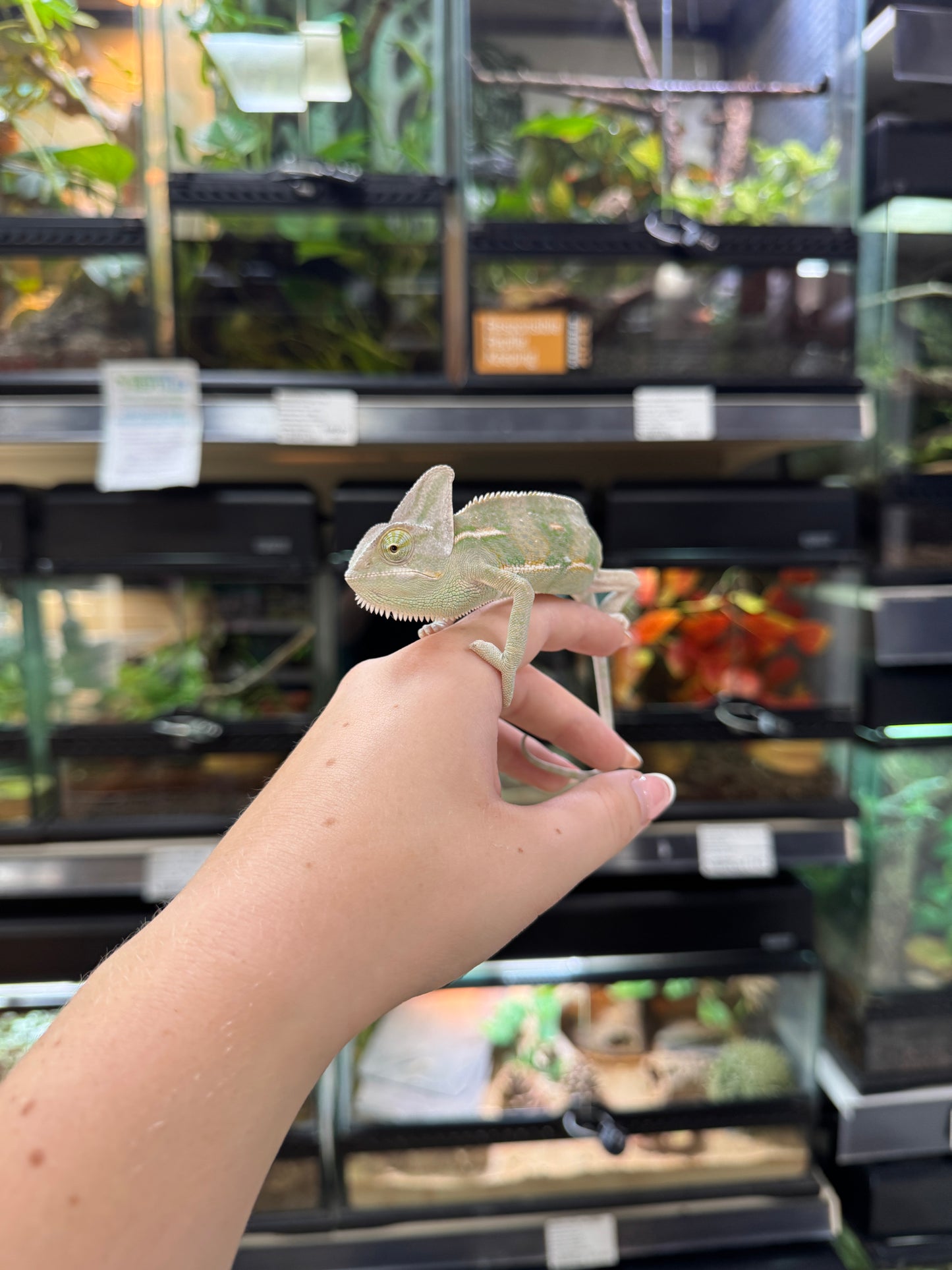 Yemen Chameleon (male) - Chamaeleo calyptratus