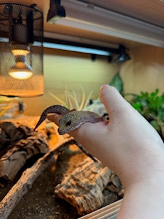 REHOMER Leopard Gecko (Female) - Eublepharis macularius