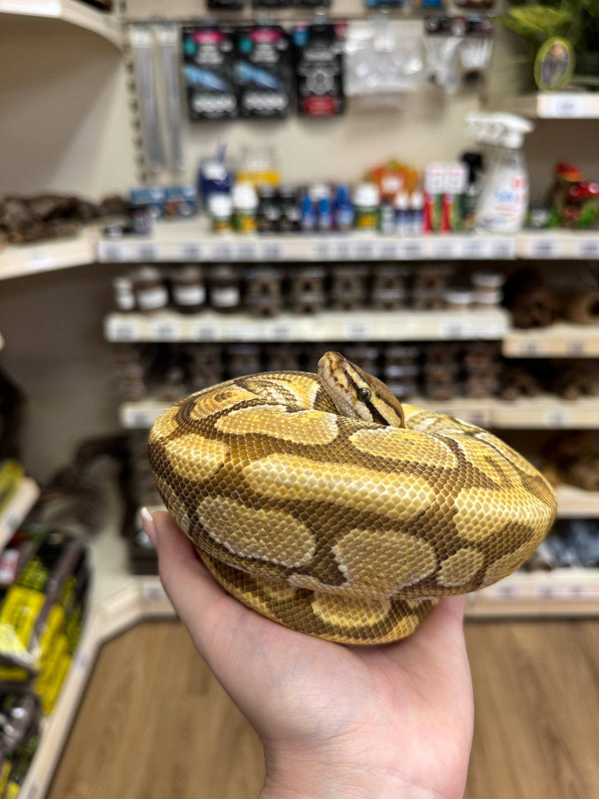 CB25/26 Clown Royal Python - Python regius