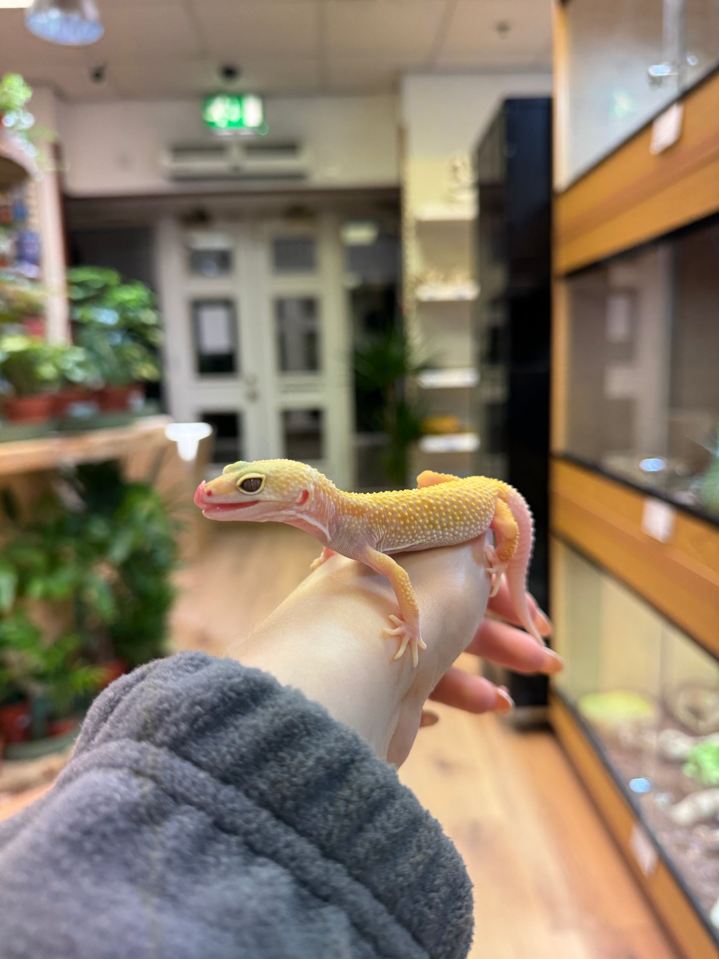 CB25 ALBINO LEUCISTIC Leopard Gecko