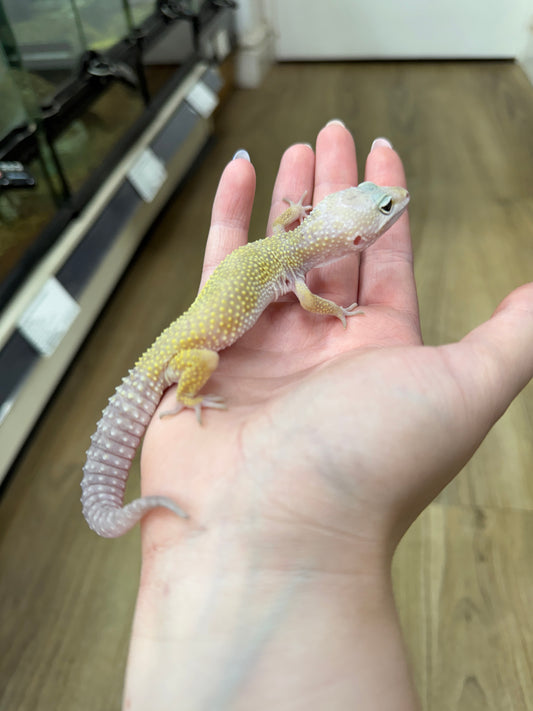 Leucistic Leopard Gecko- Eublepharis macularius