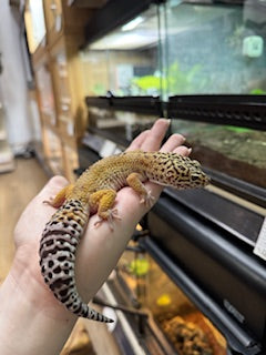 Bell Sunglow het Bell Albino het Marble Eye Leopard Gecko (Female) - Eublepharis macularius