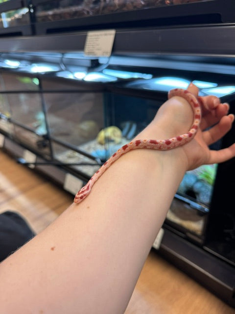 CB25 Reverse Okeetee Corn Snake (male)
