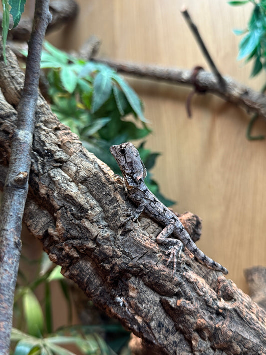 Frilled Dragon - Chlamydosaurys kingii