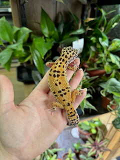 CB22 Marble Eye Leopard Gecko (Female) - Eublepharis macularius