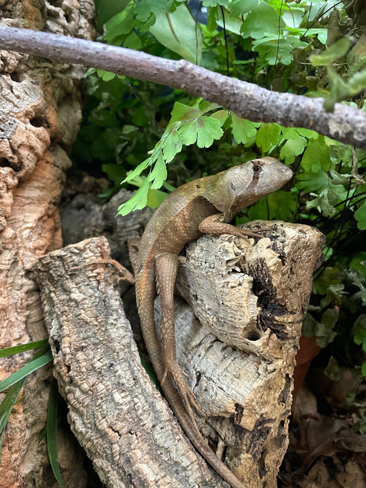 LTC Peruvian Dead Leaf Lizard - Stenocercus fimbriatus
