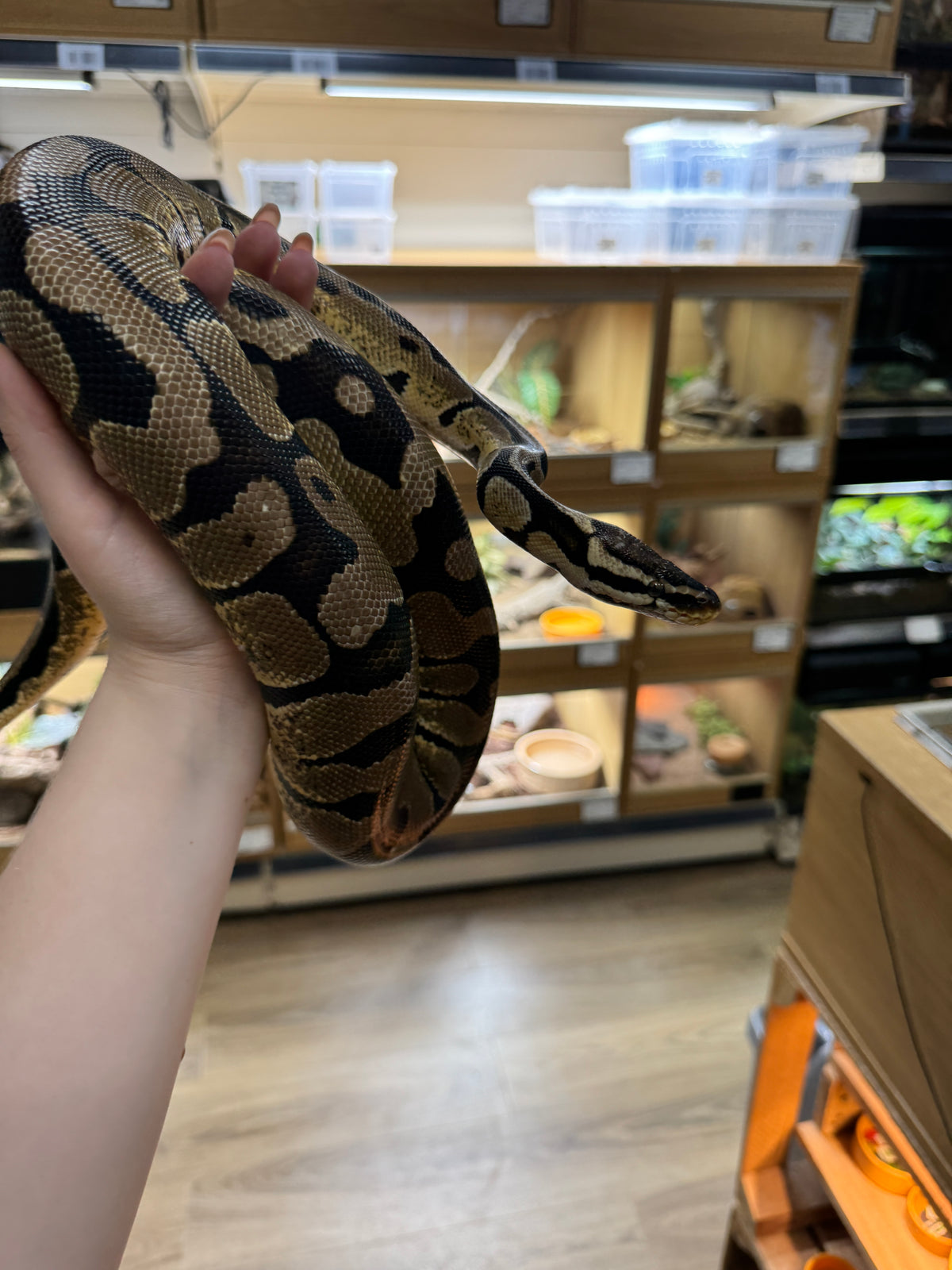 'Venus' REHOMER CB22/23 Pastel Royal Python (Female) - Python regius