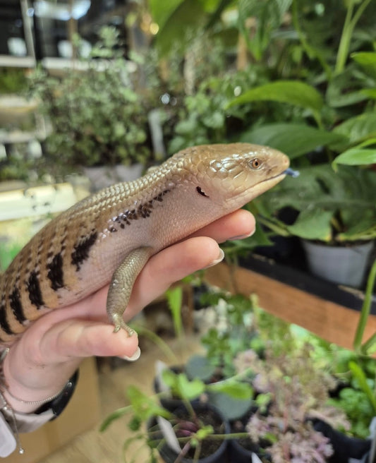 Northern Blue Tongued Skink
