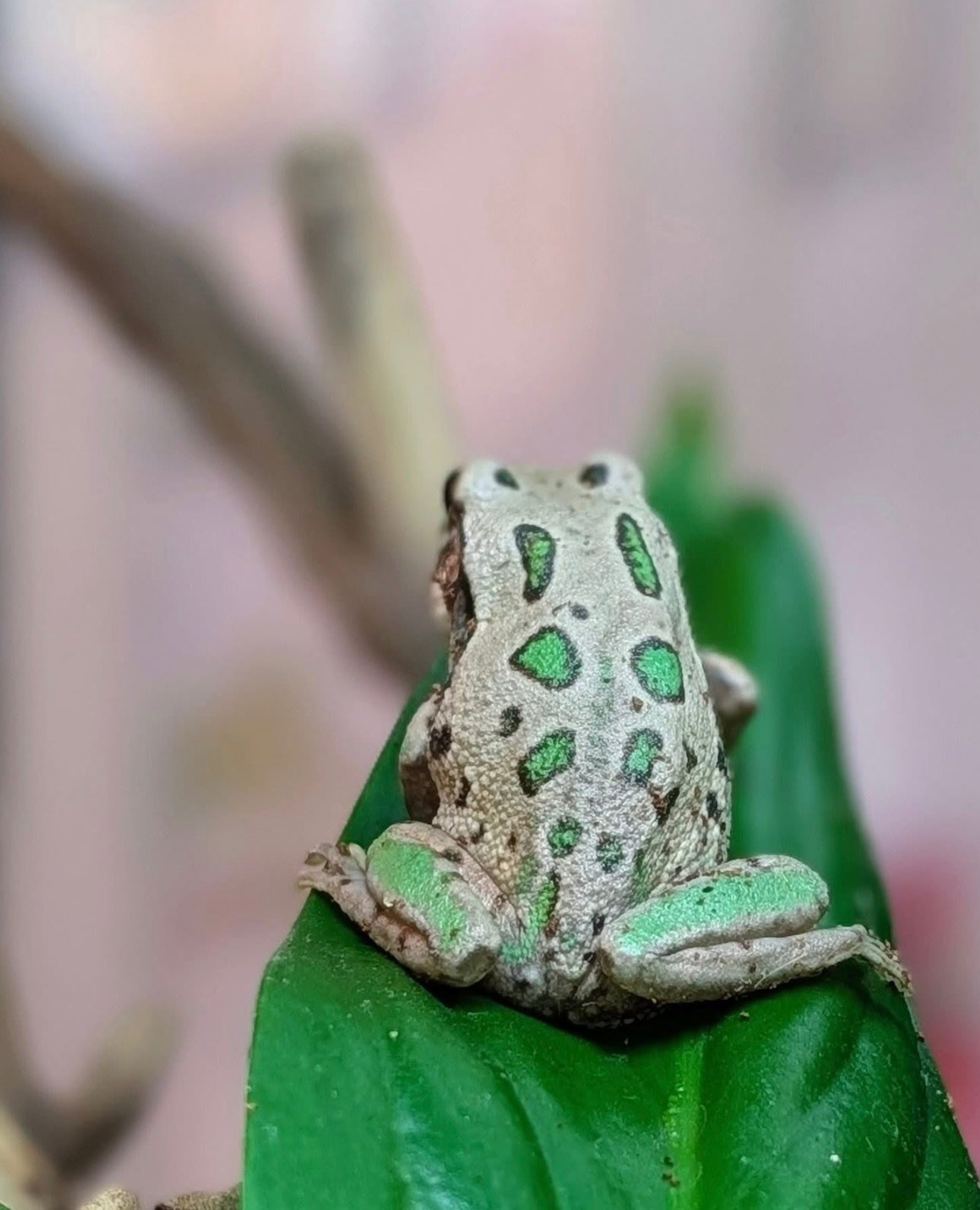 Riobamba Marsupial Frogs