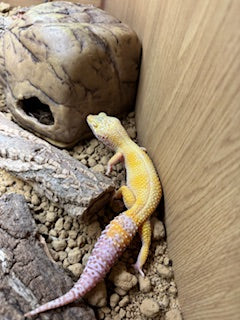 CB22 Bell Albino Sunglow 66% het Marble Eye Leopard Gecko (Female) - Eublepharis macularius