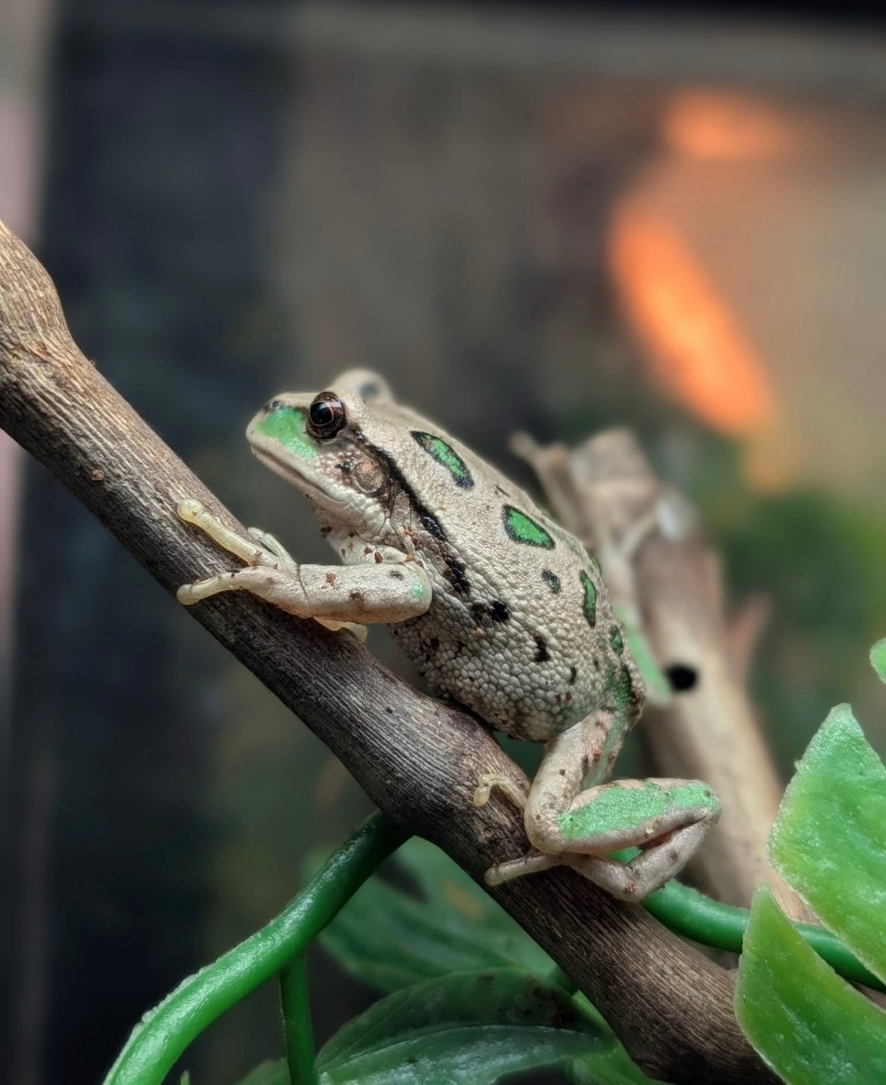 Riobamba Marsupial Frogs